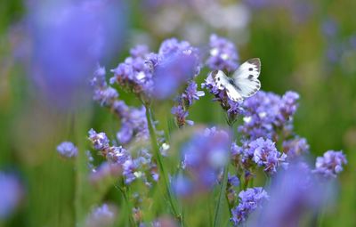 Butterfly pollinating on purple flowering plant