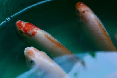 Close-up of fish swimming in water