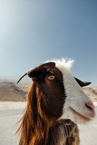 Close-up portrait of a horse against the sky