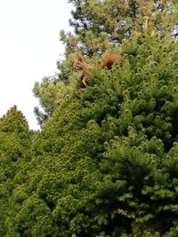 Low angle view of horse on tree