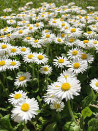 Close-up of white daisy flowers