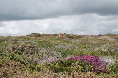 Plants growing on landscape against cloudy sky