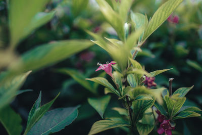 Close-up of pink flowering plant
