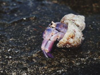 Close-up of shell on beach