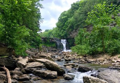 Waterfall and rocks amidst trees in forest