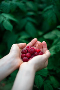 Cropped image of hand holding strawberries