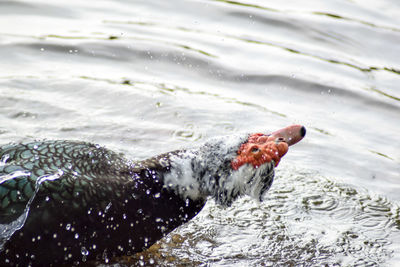 Close-up of duck swimming on lake