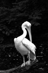 Close-up of swan on lake