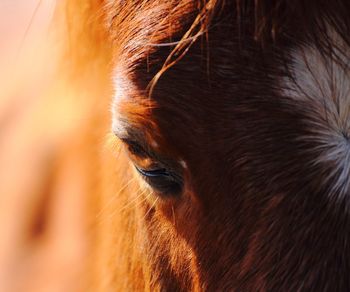 Close-up of a horse