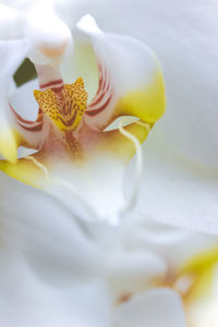 Close-up of orchid