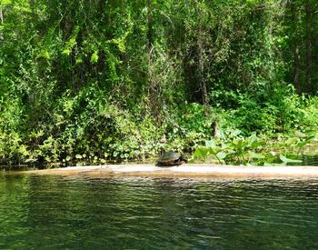 Scenic view of tree by water