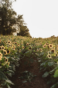 Scenic view of sunflower field against clear sky