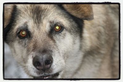 Close-up portrait of dog