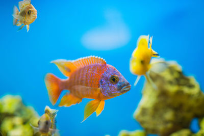 Close-up of fish swimming in water