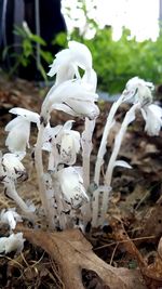 Close-up of white mushrooms