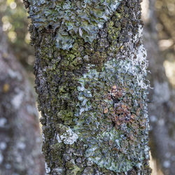 Close-up of moss growing on tree trunk