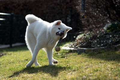 Playful white dog on lawn