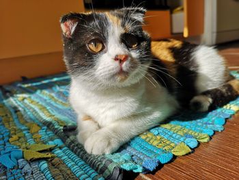 Close-up of cat looking away