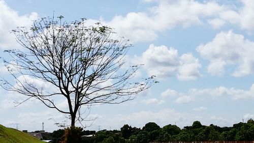 Bare trees on landscape against cloudy sky