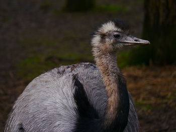 Close-up of bird