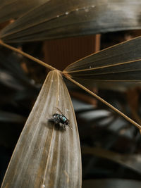 Close-up of fly on wood