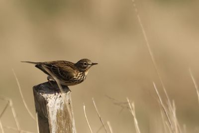 Close-up of bird perching on wooden post