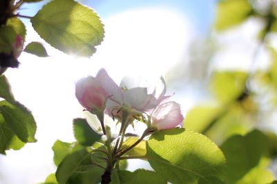 Close-up of fresh flowers blooming on tree against sky