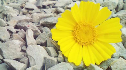 Close-up of yellow flower