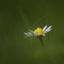 Close-up of yellow flower blooming outdoors