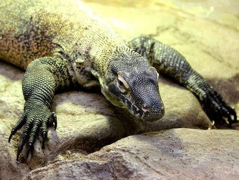 Close-up of lizard on rock