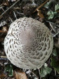 Close-up of mushroom growing on field