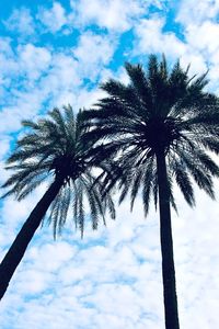 Low angle view of palm trees against sky