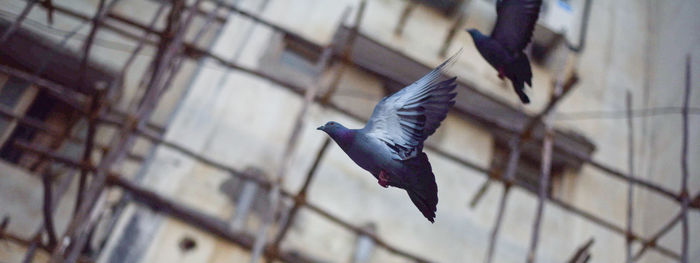 Low angle view of bird flying