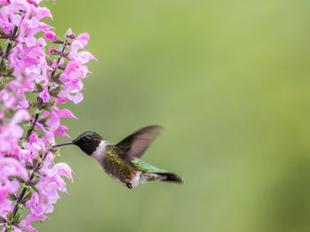 Bird flying over purple flower