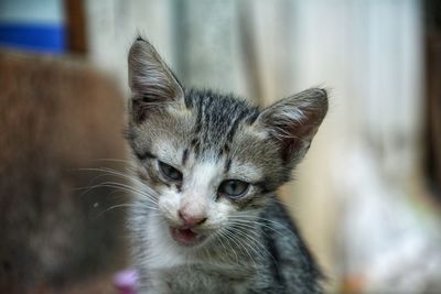 Close-up portrait of a cat