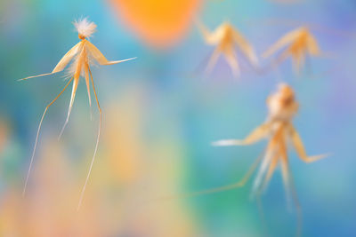 Close-up of water drops on plant against sky