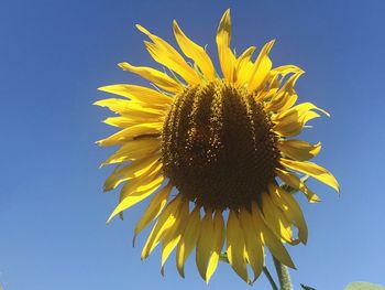 Low angle view of sunflower against blue sky