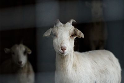 Portrait of white goat