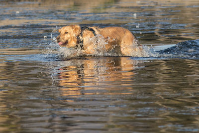 Dog swimming in a water