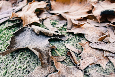 Full frame shot of leaves