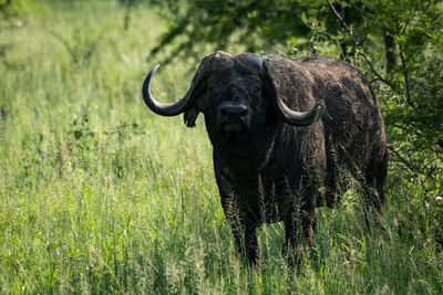 Cape buffalo by tree on grassy field