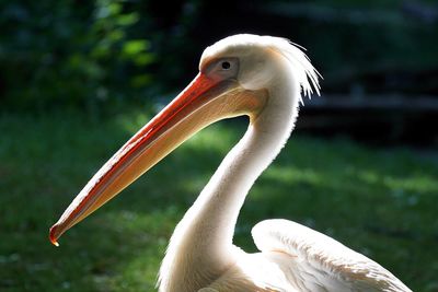 Close-up of pelican