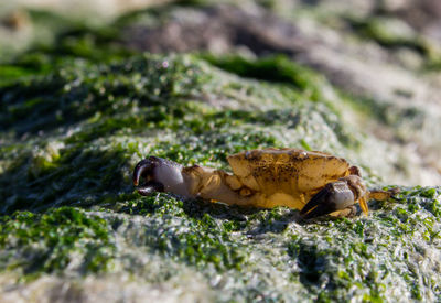 Close-up of crab on rock