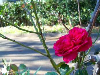 Close-up of red rose blooming outdoors