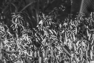 Close-up of plants growing on field