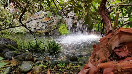 Scenic view of waterfall in forest