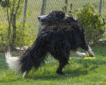 animal