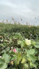 Close-up of flowering plants on field against sky