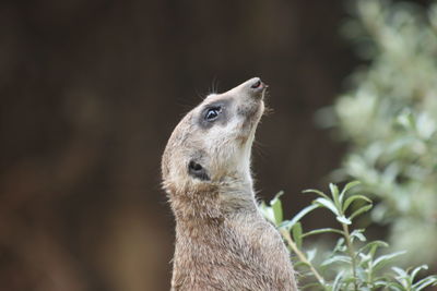 Close-up of an animal looking away