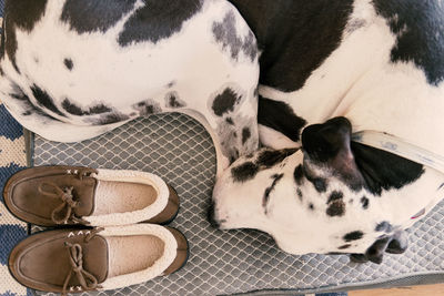 High angle view of dog relaxing by shoes on doormat